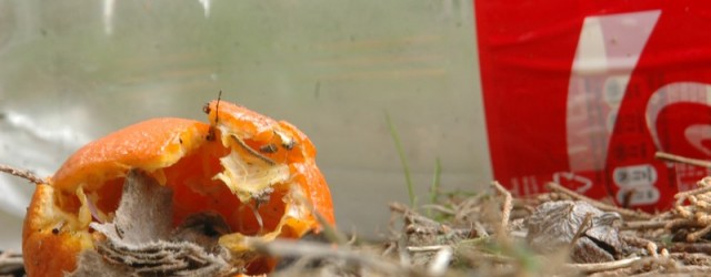 Finito un anno di interessanti novità, concluso all’insegna di morigerati esperimenti scientifici, partite ad assassino e rincoglionimenti assortiti. Confido nel prossimo per realizzare gli audaci piani made-in-moose